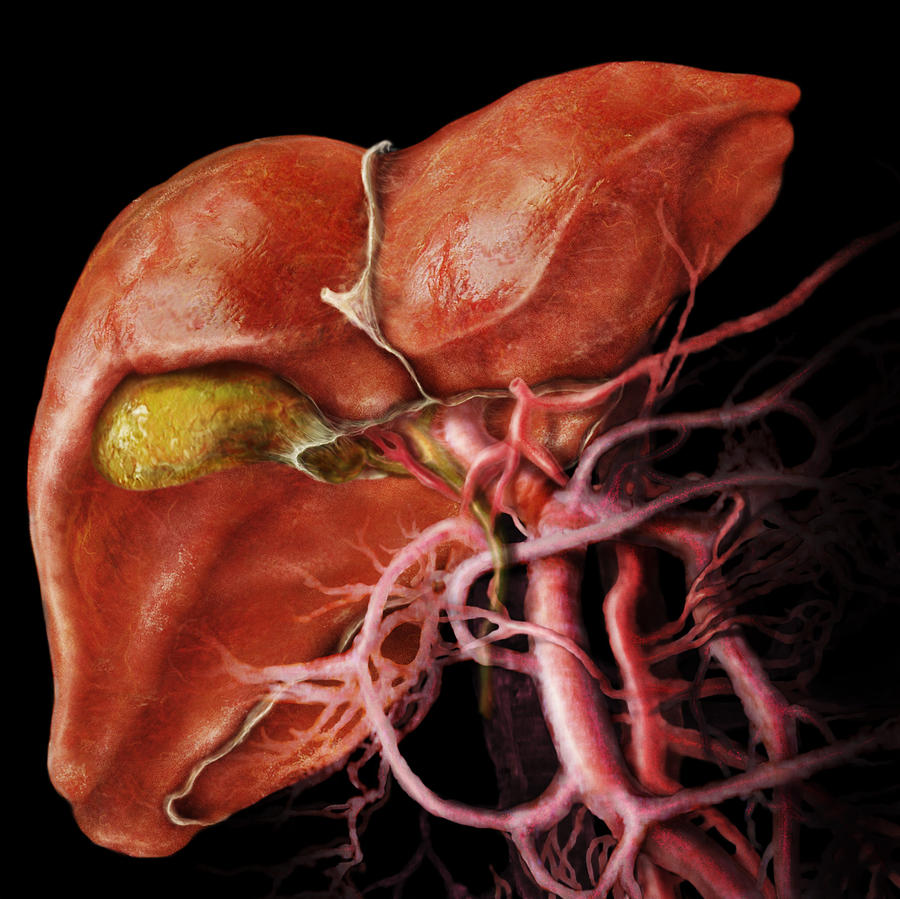 Liver And Gallbladder Photograph by Anatomical Travelogue
