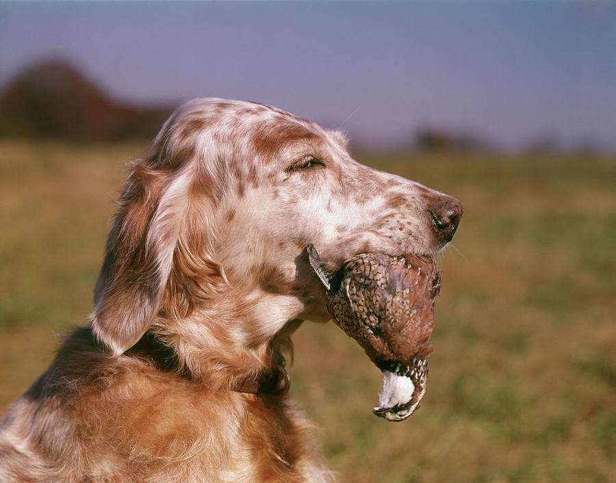 Animal Photograph - Liver Belton English Setter Dog Head by Animal Images