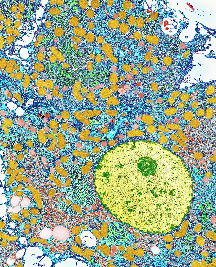 Liver Cells Photograph by Medimage/science Photo Library