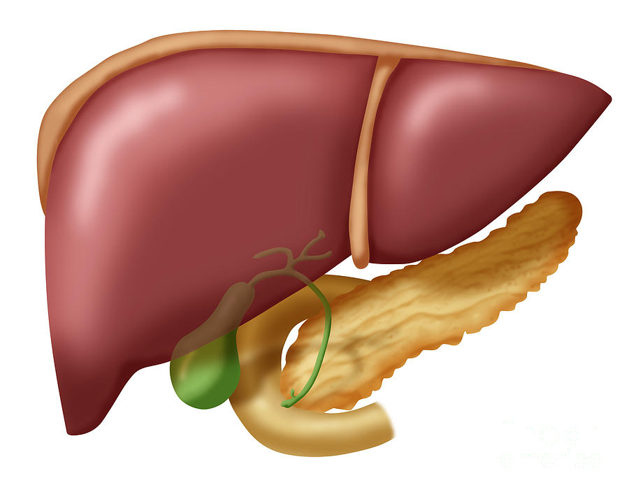 Science Photograph - Liver, Gallbladder, Duodenum & Pancreas by Monica Schroeder