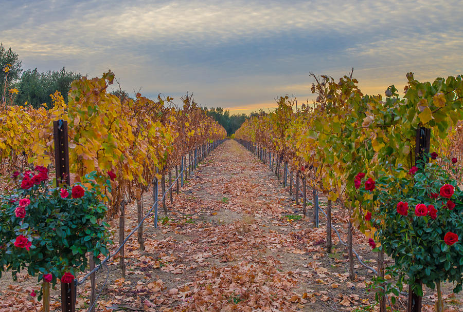 Wine Photograph - Livermore Vineyard by Marc Crumpler