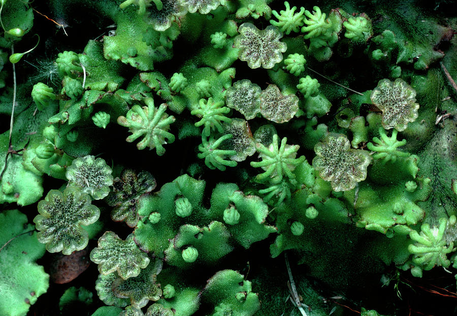 Nature Photograph - Liverwort by Steve Taylor/science Photo Library