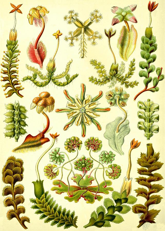 Liverworts Moss Brunnenlebermoos Haeckel Hepaticae Digital Art by Movie Poster Prints