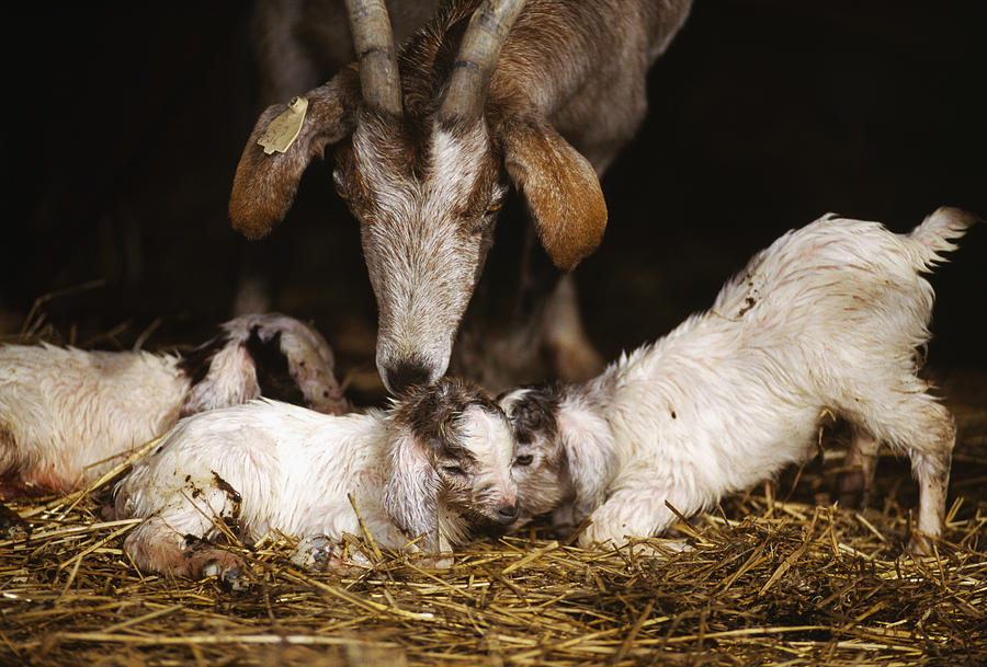 Livestock - A Spanish Nanny Goat by Russell Graves