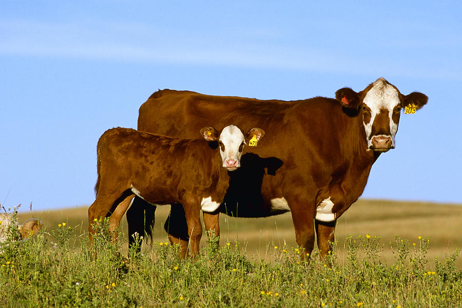 Livestock - Crossbred Cow And Calf Photograph by Sam Wirzba