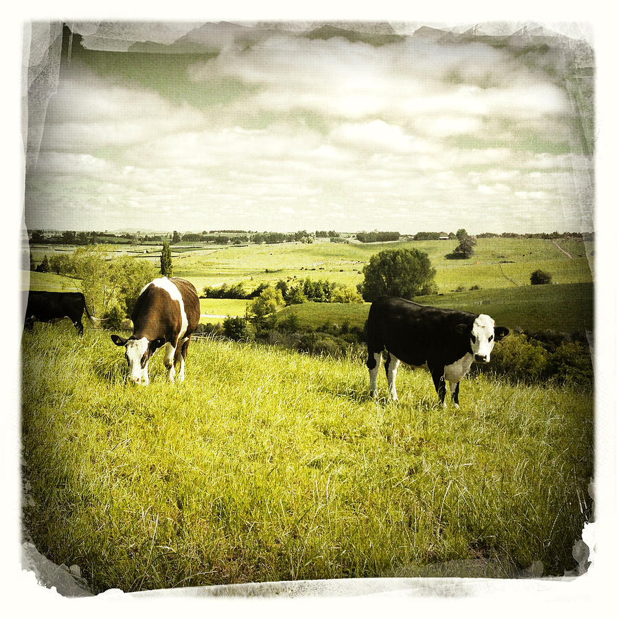 Animal Photograph - Livestock  by Les Cunliffe