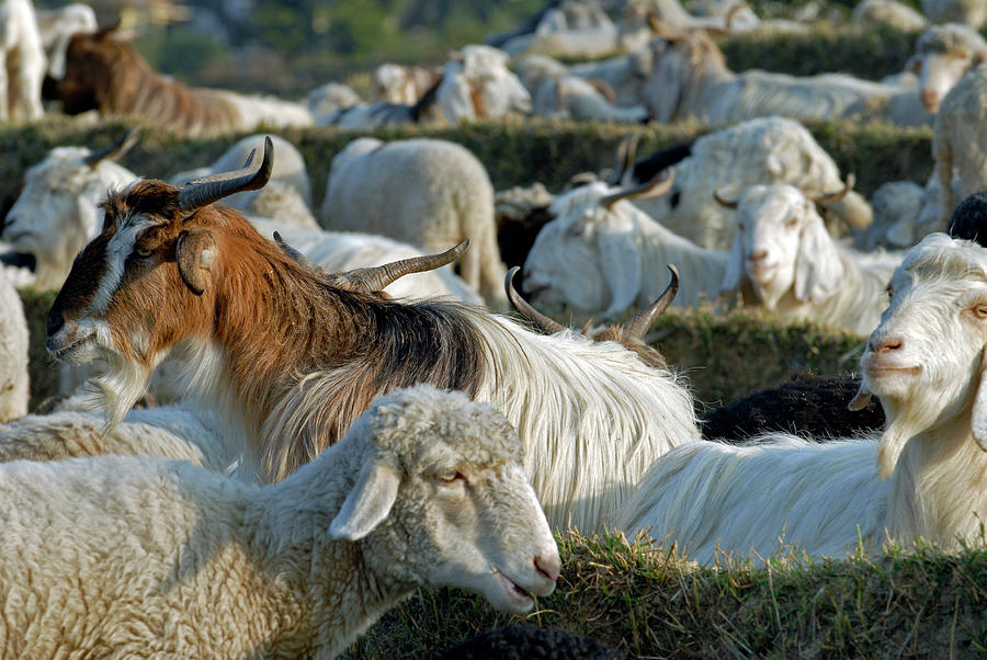 Sheep Photograph - Livestock On A Farm by Simon Fraser/science Photo Library