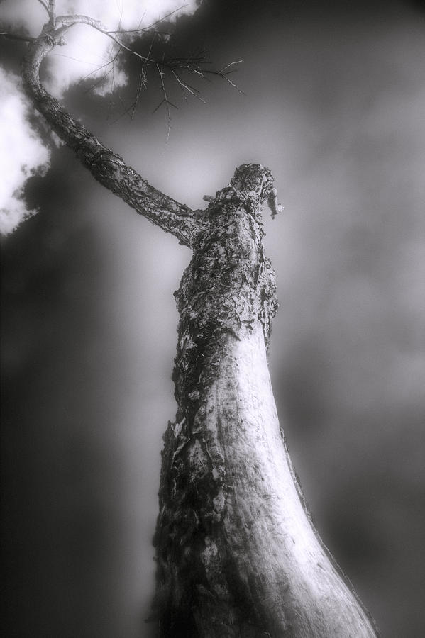 Living Dead Tree - Spooky - Eerie Photograph by Jason Politte