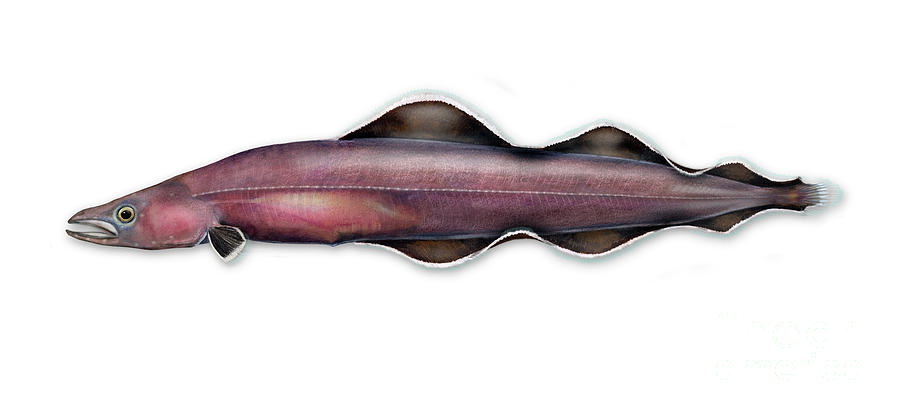 Living fossil eel - Protoanguilla palau - anguilliformes - lateral organ - Seitenlinienorgan Painting by Urft Valley Art  Matt J G  Maassen-Pohlen