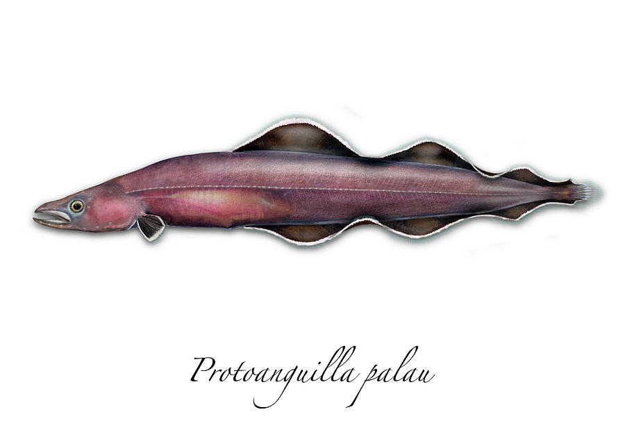 Living fossil eel - Protoanguilla palau #2 Painting by Urft Valley Art  Matt J G  Maassen-Pohlen