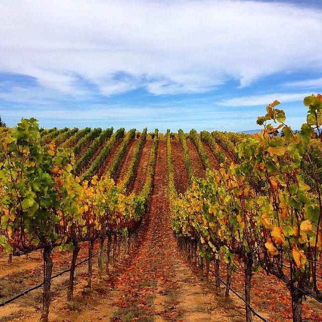 Grape Photograph - Sonoma Wine Country vineyard by Eugene Evon