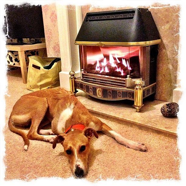 Dog Photograph - Living The Life. #lurcher #dog #canine by Richard Randall