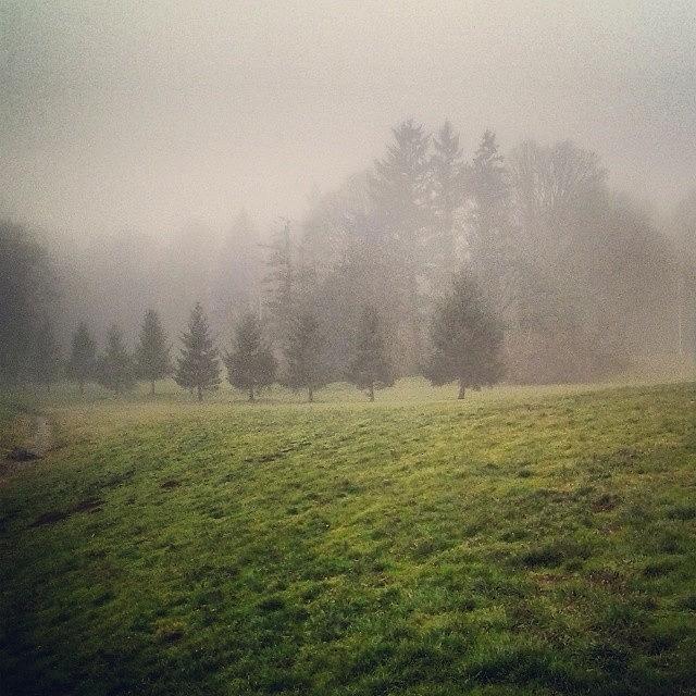 Tree Photograph - #livingintheclouds #foggy #trees by M R M