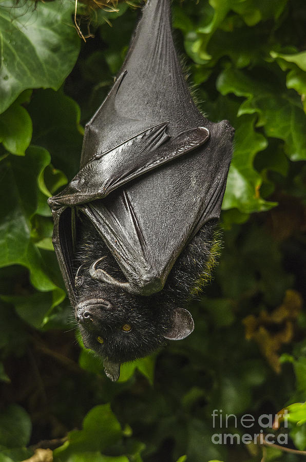 Livingstones Fruit Bat Photograph