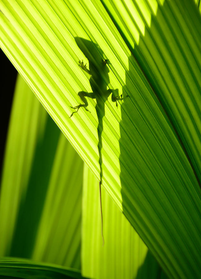 Lizard And Shadow Vertical Photograph by David Lee Thompson