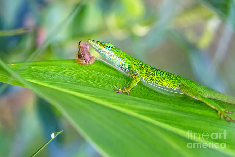 Wildlife Photograph - Lizard and Frog by Stephanie Hayes