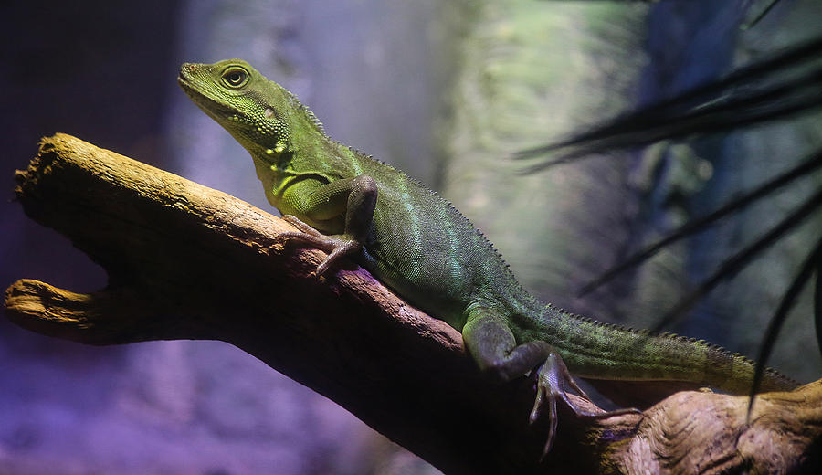 Lizard Basking Photograph by John Topman