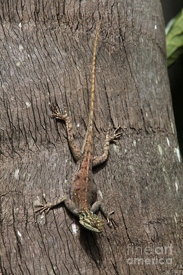 Lizard  Photograph by Christiane Schulze Art And Photography