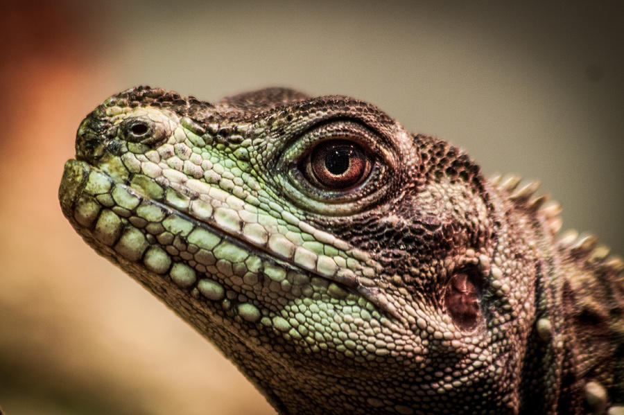 Lizard Close-up Photograph by James Woody