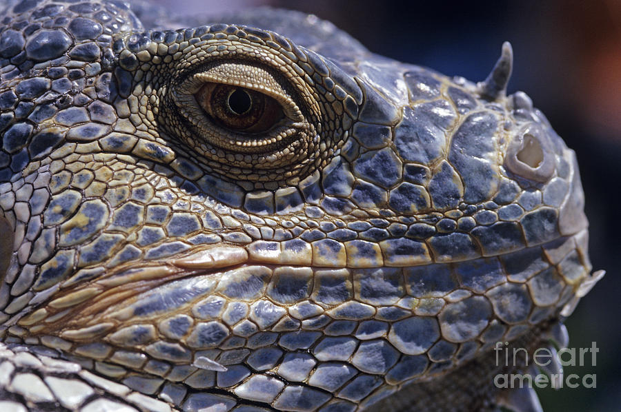 Lizard Close-up Photograph by Jim Corwin