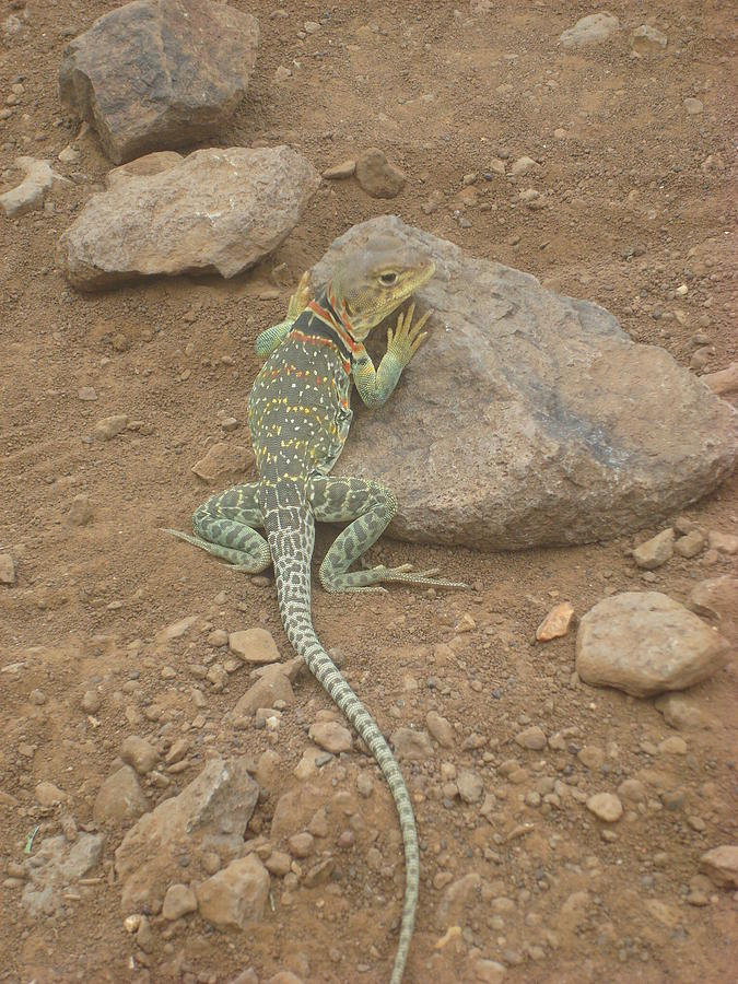 Lizard Colored Photograph by Sasha Holt - Fine Art America