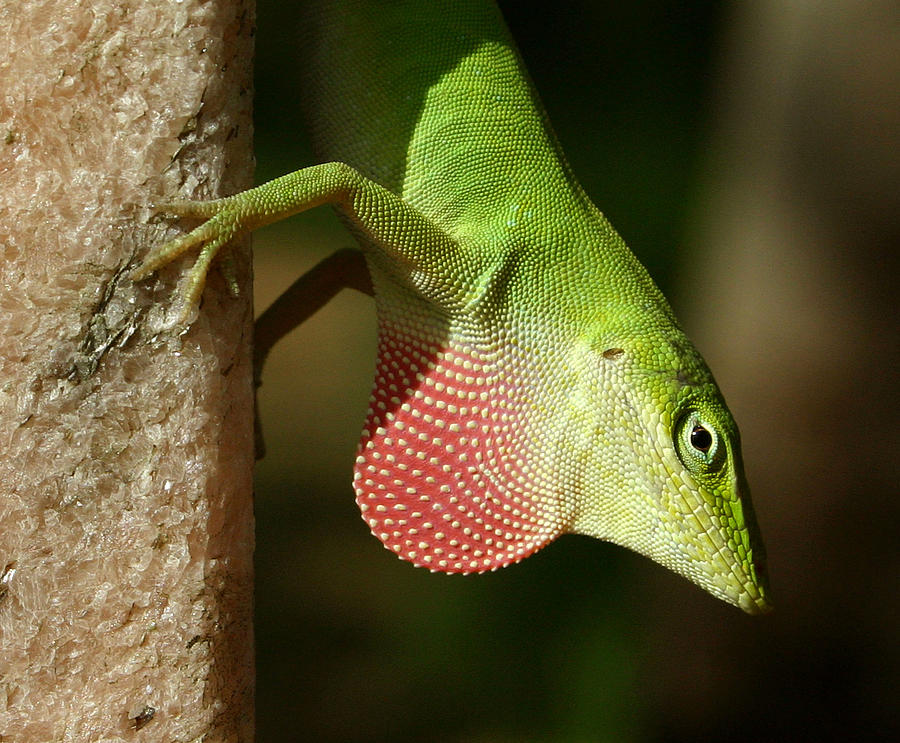 Lizard Photograph by Daniel Woodrum