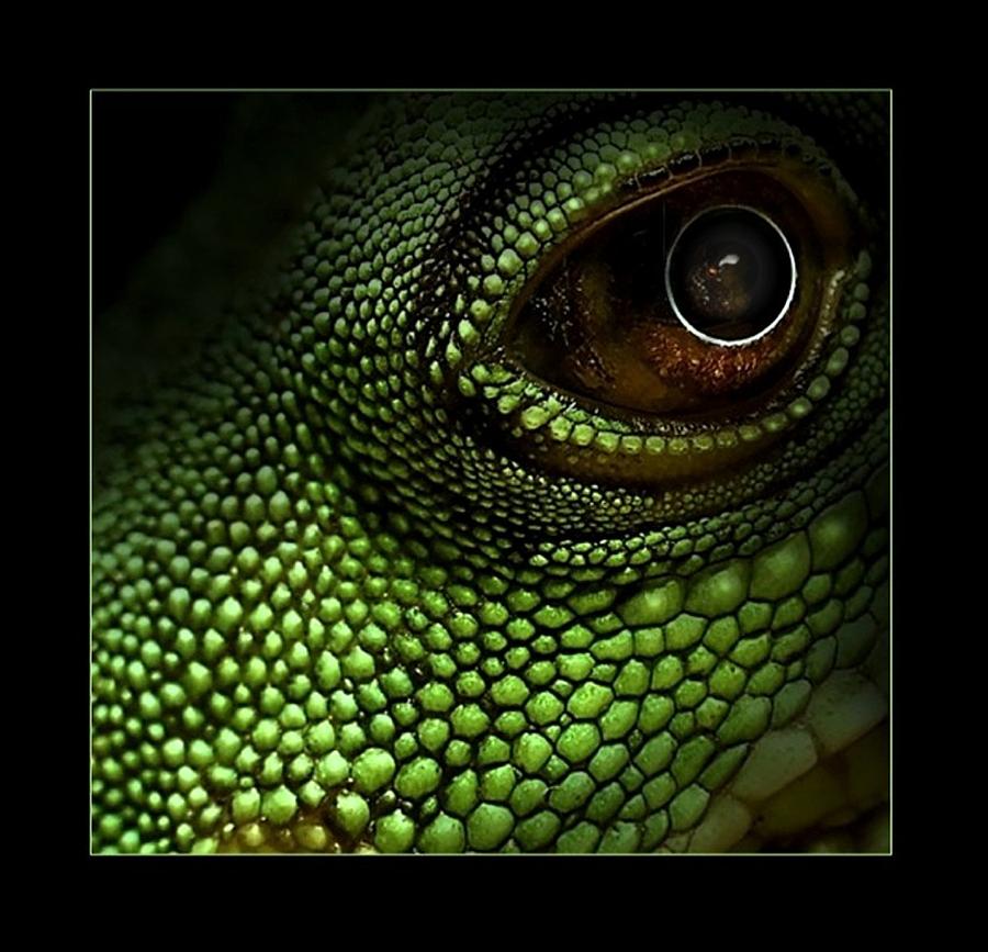 Lizard Eye Photograph by Adam Orzechowski