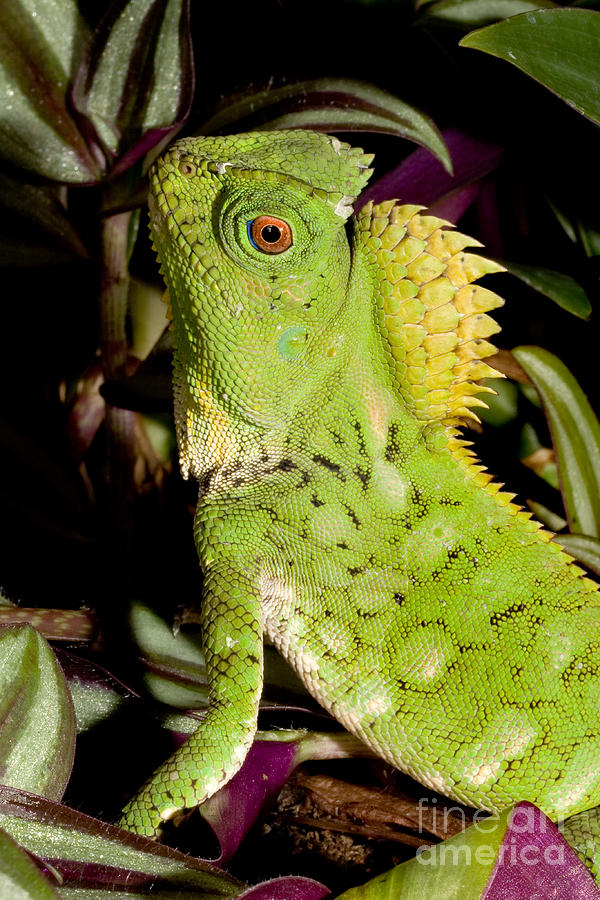 Lizard Gonocephalus Chamaeleontinus Photograph by Gregory G. Dimijian