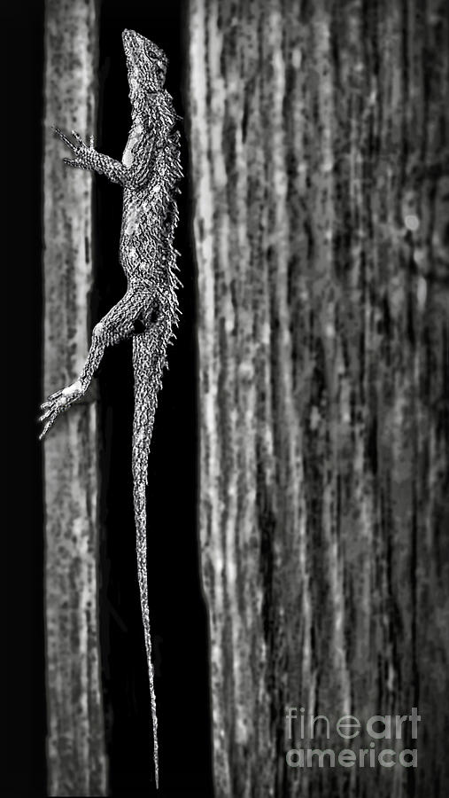Lizard In Barn Board Photograph by Walt Foegelle