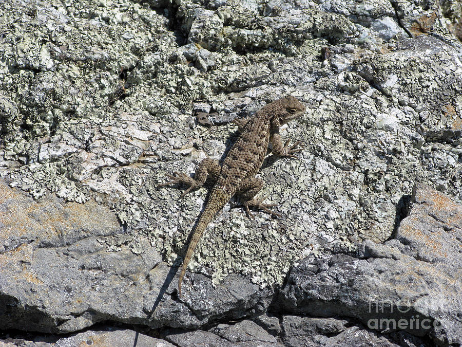 Lizard Photograph - Lizard in California Mount Tam area 02 by Ausra Huntington nee Paulauskaite