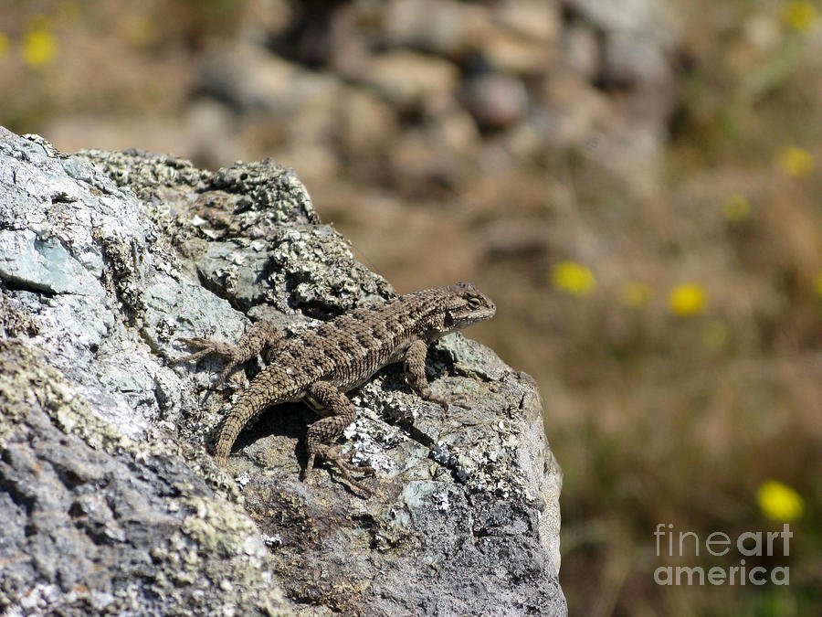 Lizard Photograph - Lizard in California Mount Tam area by Ausra Huntington nee Paulauskaite