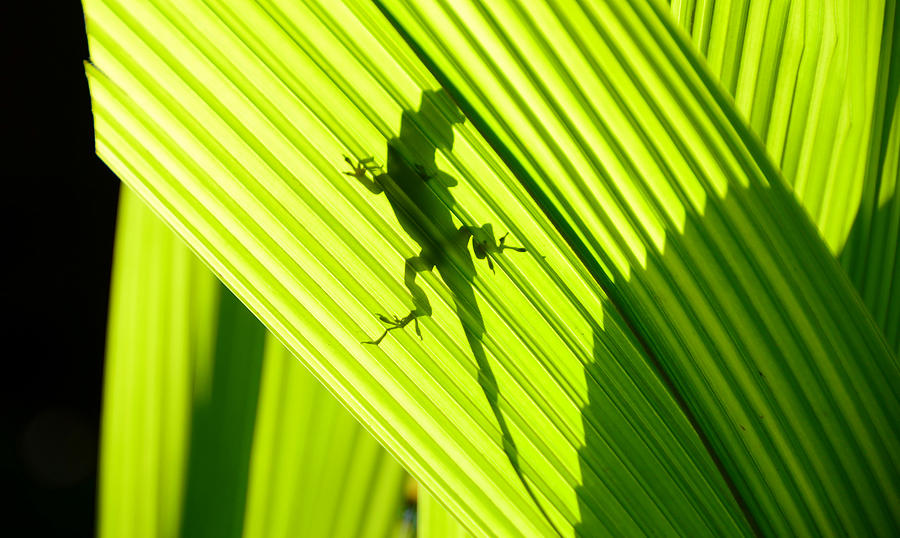 Lizard in shadow Photograph by David Lee Thompson