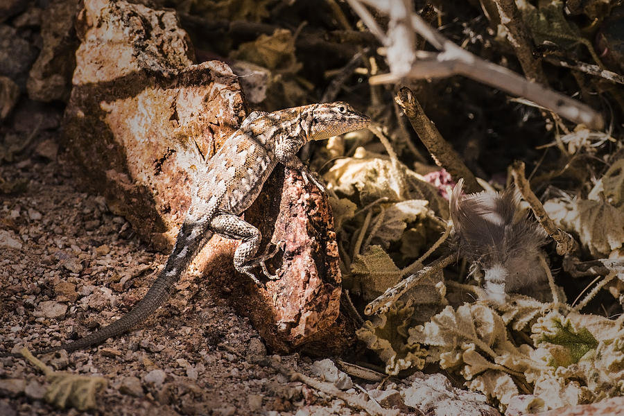 Lizard in the Desert Photograph by Onyonet Photo studios