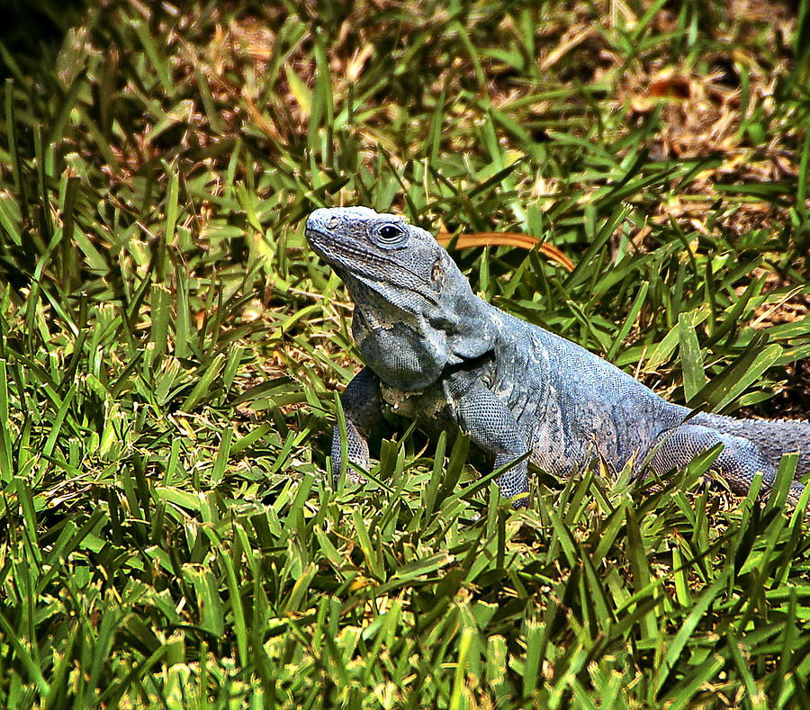 Lizard In The Grass Photograph by Jon Berghoff Pixels