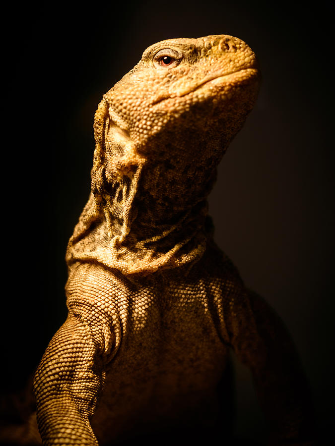 Dragon Photograph - Lizard King by Marco Oliveira
