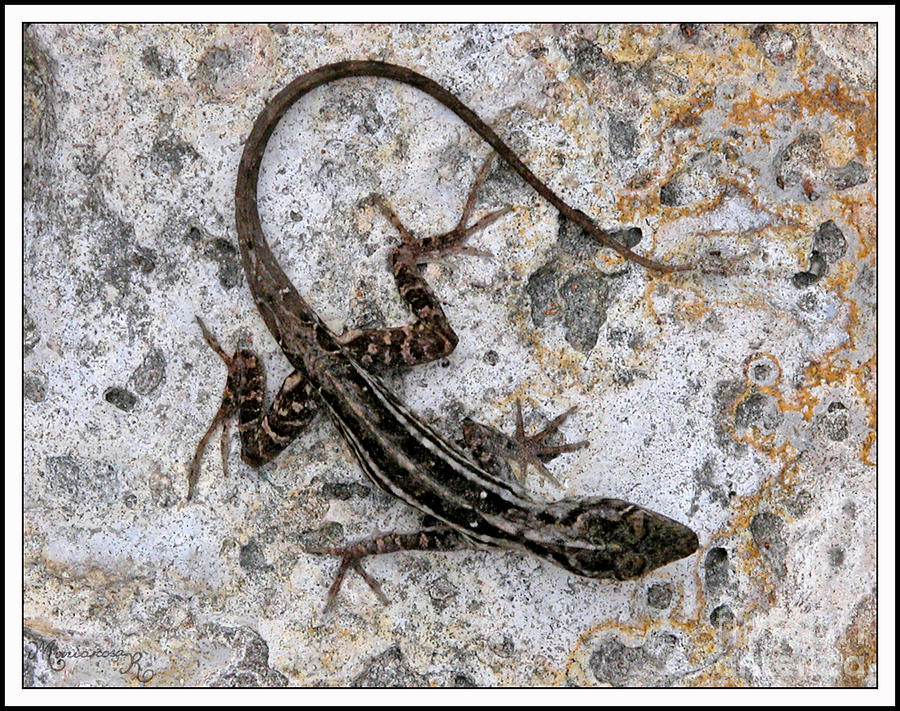 Lizard Photograph by Mariarosa Rockefeller