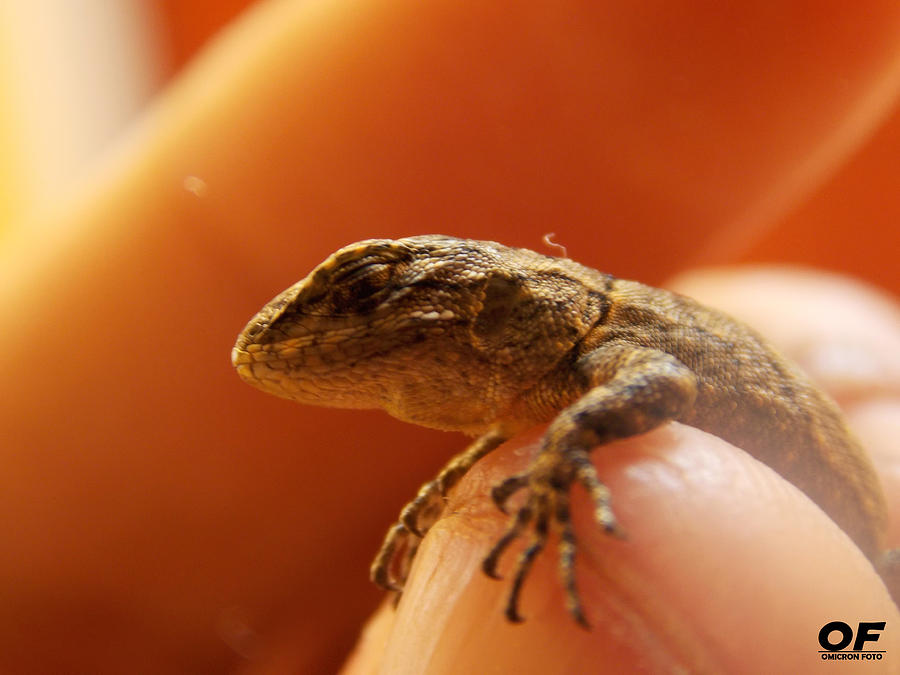 Lizard Photograph by Mario OF Garcia - Fine Art America