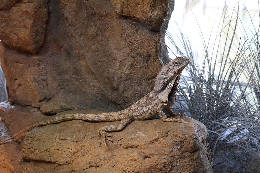 Baltimore Photograph - Lizard - National Aquarium in Baltimore MD - 12122 by DC Photographer