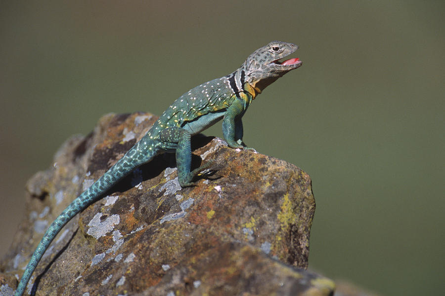 Lizard On A Rock Photograph by Cary Anderson | Pixels