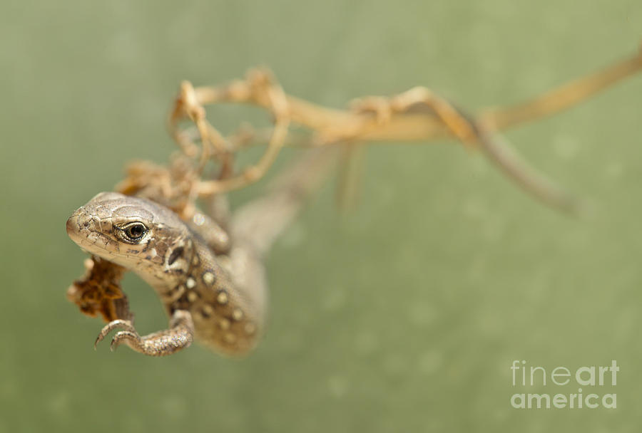 Lizard on the branch Photograph by Jaroslaw Blaminsky