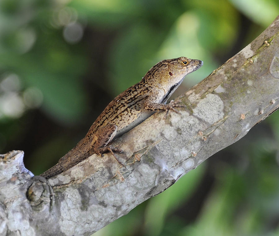 Lizard On Tree Florida Anole Photograph