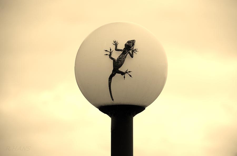 Wildlife Photograph - Lizard Orb Sepia by Rob Hans