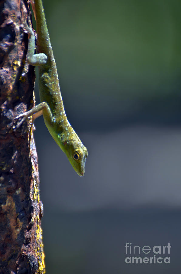 Lizard Photograph by PatriZio M Busnel