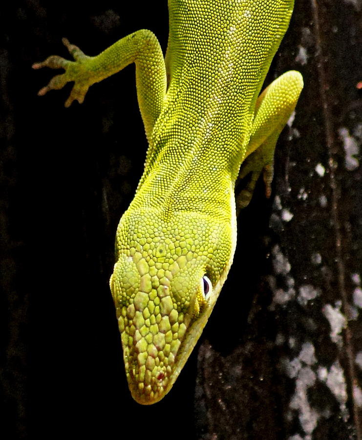 Lizard Photograph by Paul Wilford