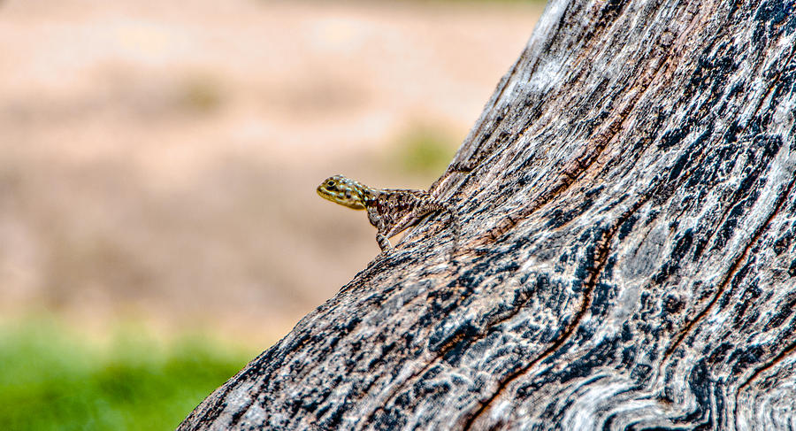 Nature Photograph - lizard on a Tree by Alex Hiemstra