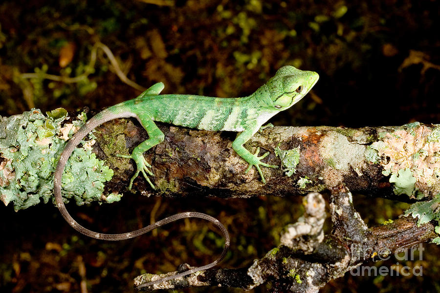 Lizard Polychrus Marmoratus Photograph by Gregory G. Dimijian
