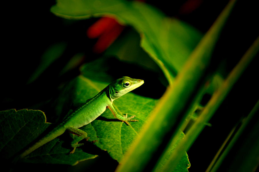 Lizard Portrait 2 Photograph by David Weeks