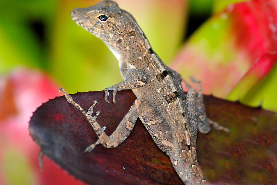Lizard Posing  Photograph by Alan Lenk