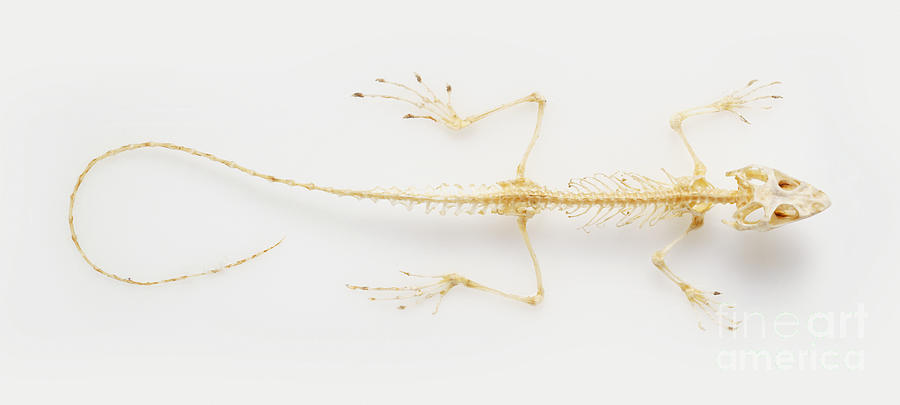 Lizard Skeleton Photograph by Geoff Dann / Dorling Kindersley