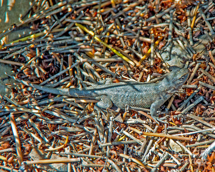 Lizard Photograph - Lizard by Stephen Whalen